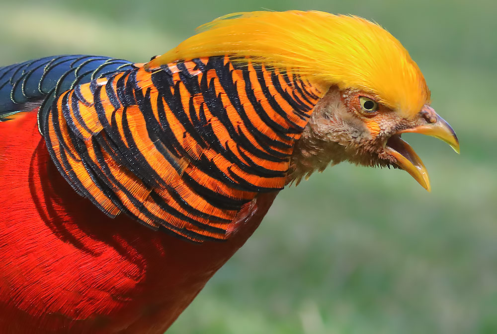 golden pheasant