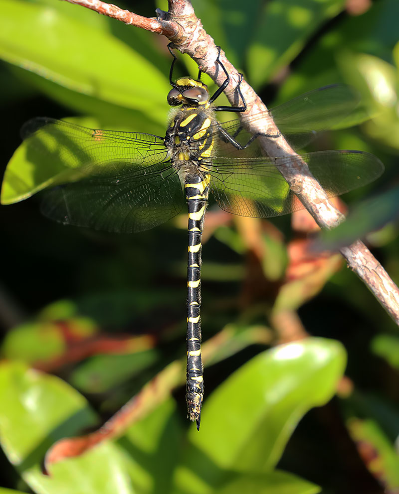 golden-ringed dragonfly