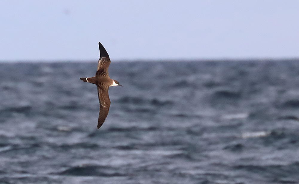 great shearwater