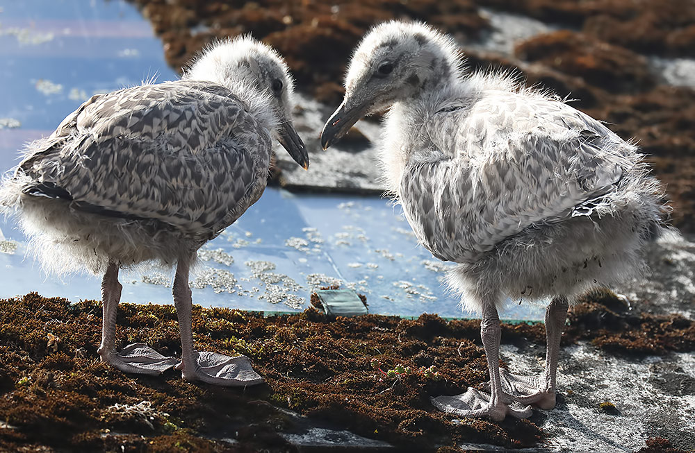 herring gull chicks