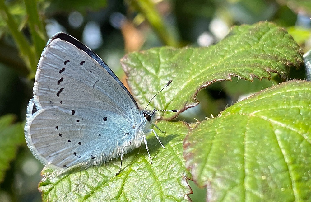 holly blue