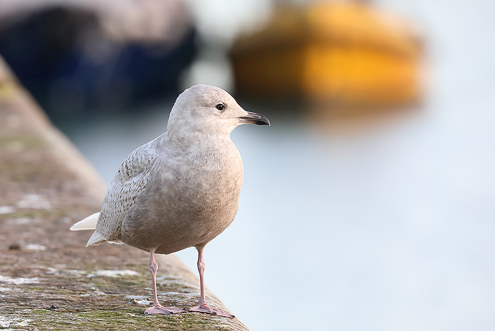 Iceland gull