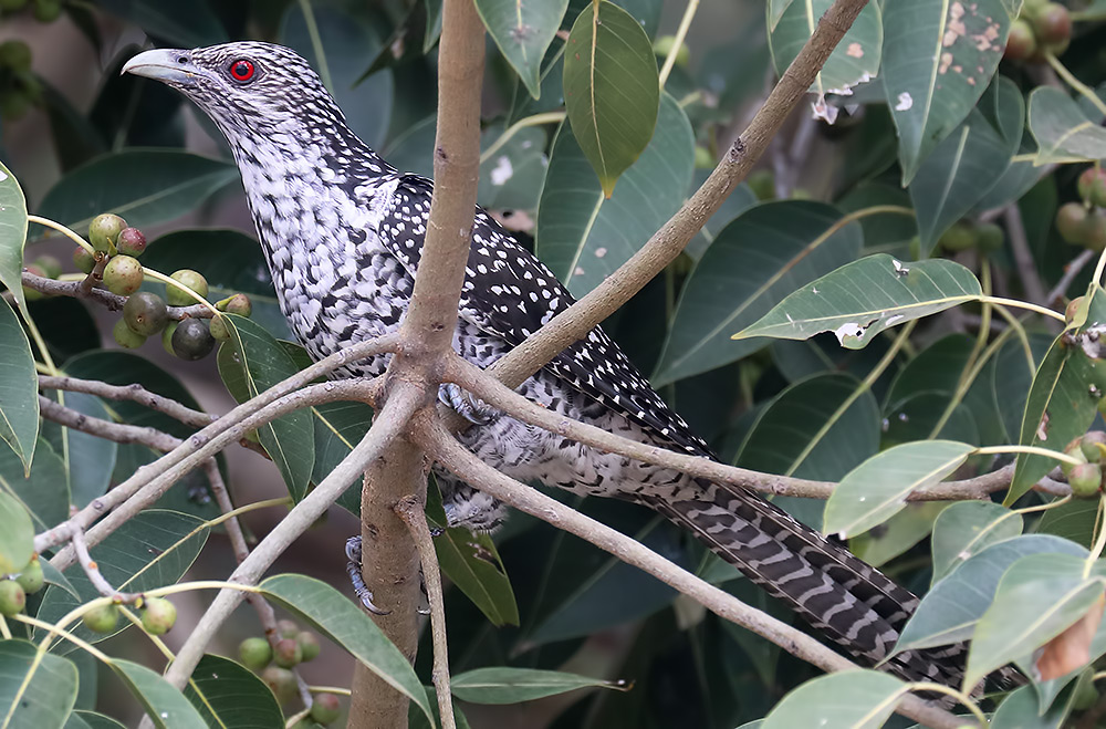 Asian koel