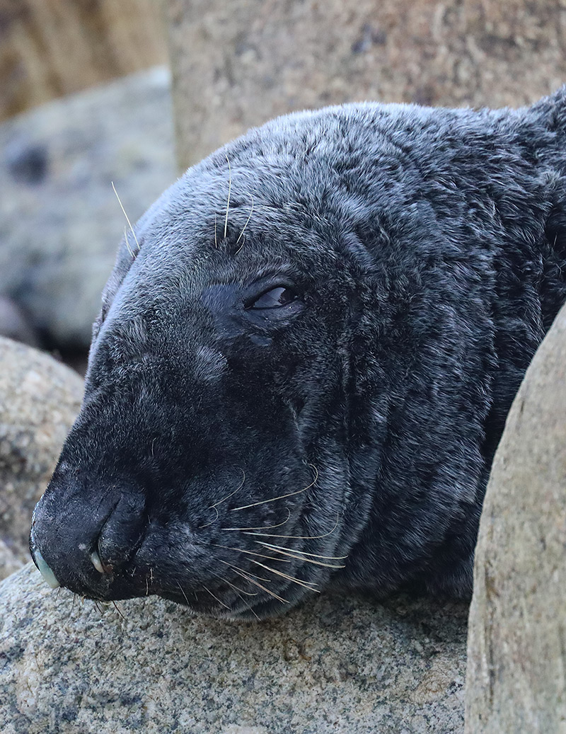 grey seal