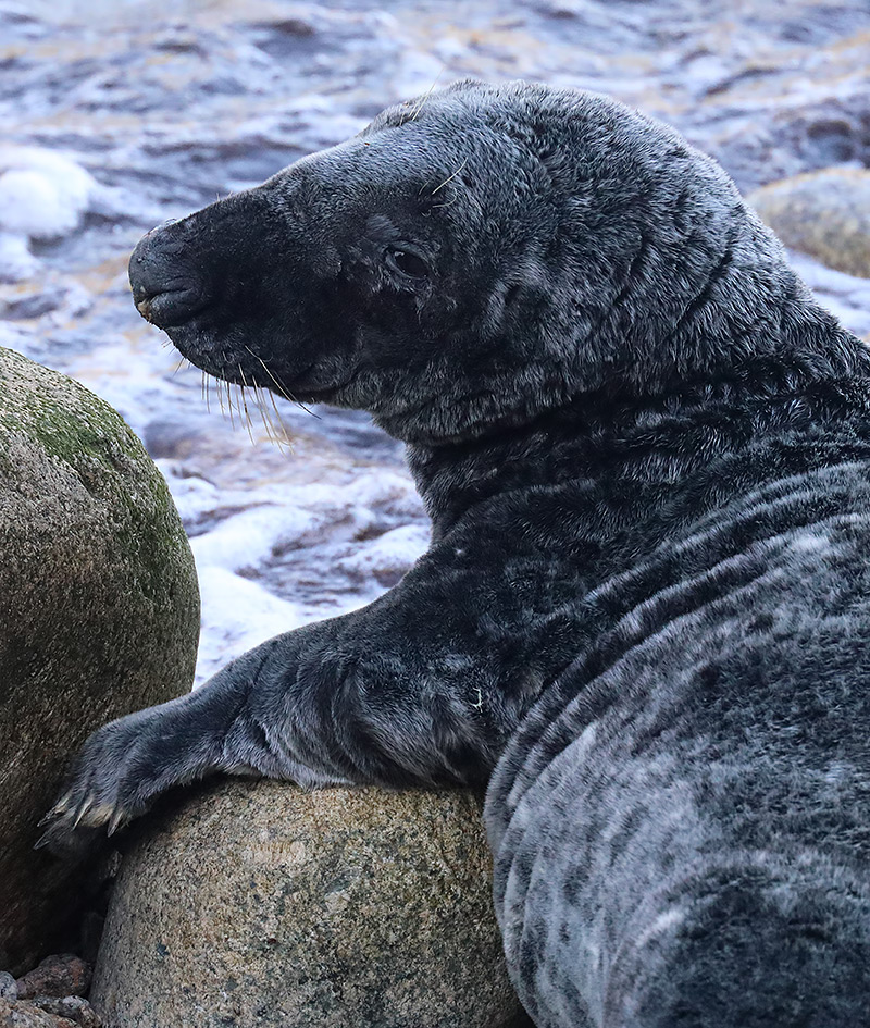 grey seal