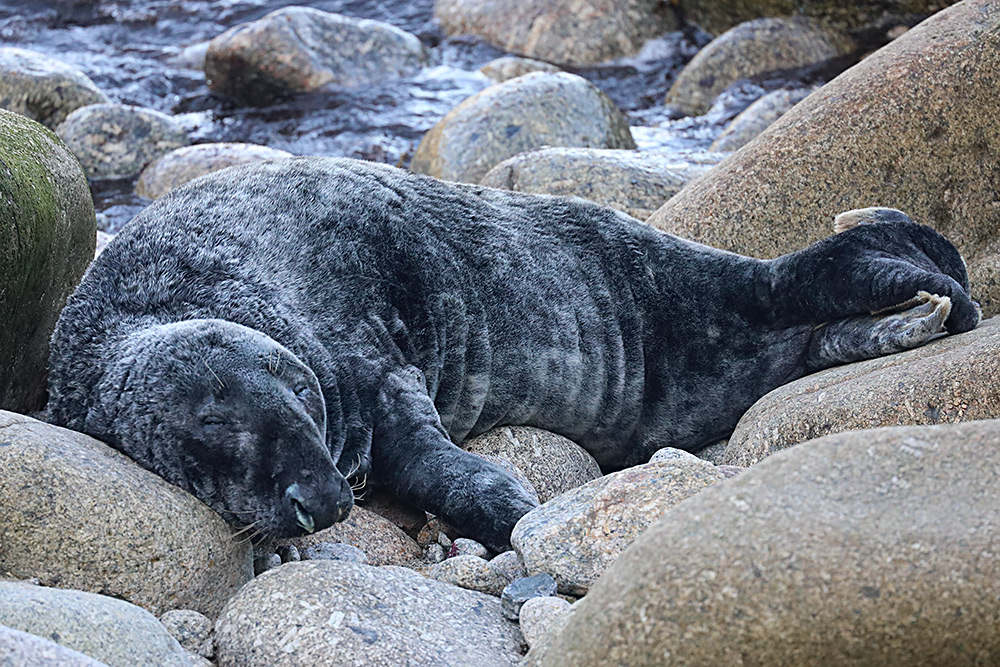 grey seal