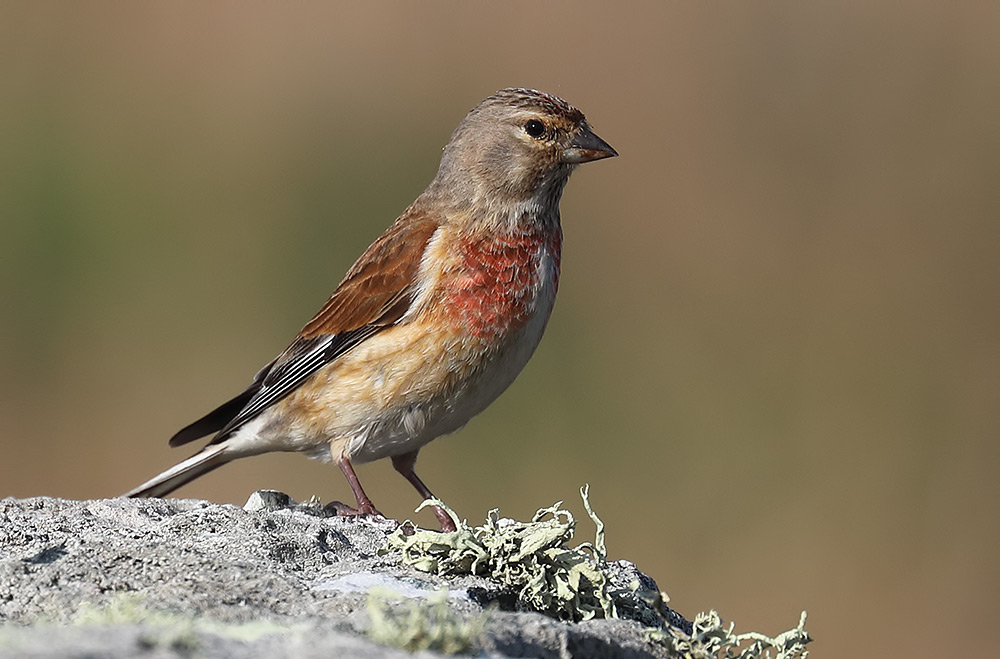 linnet