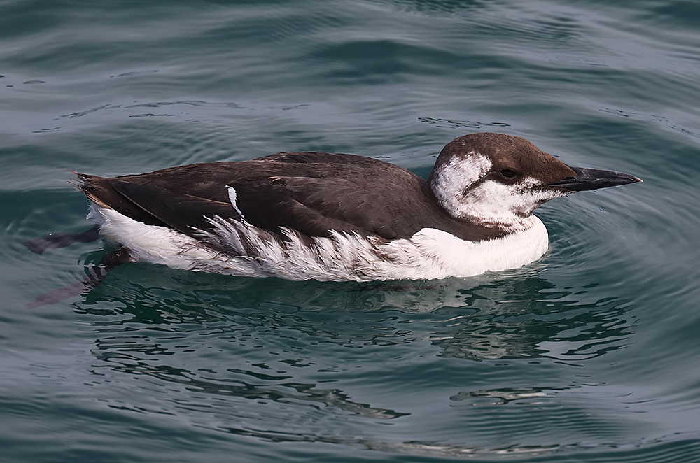guillemot