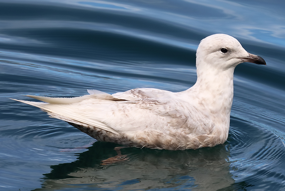 Iceland gull