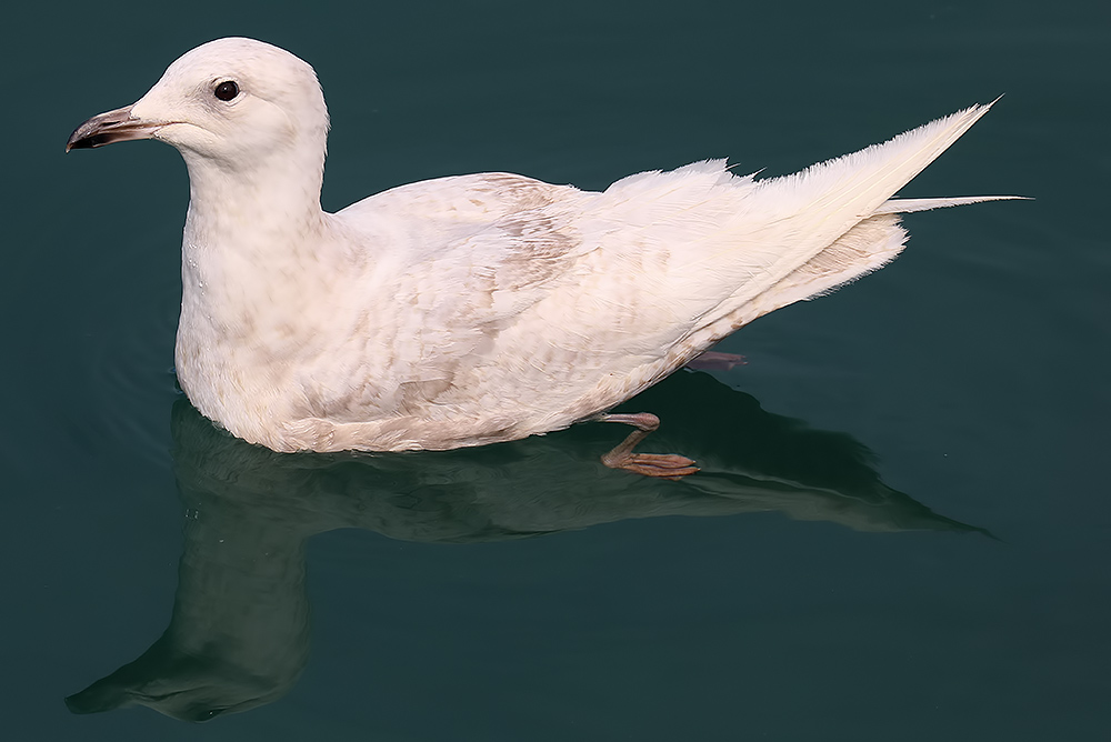Iceland gull