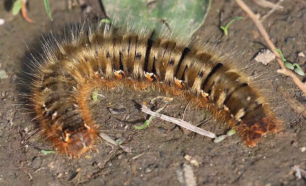 oak eggar larva