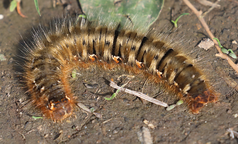 oak eggar larva