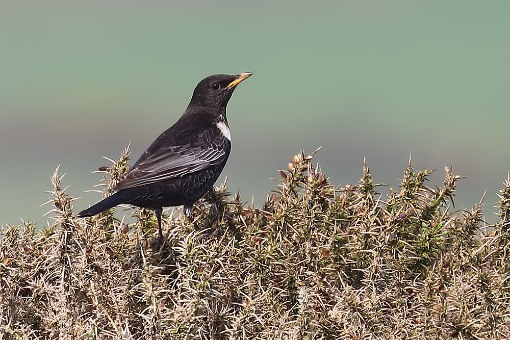 ring ouzel