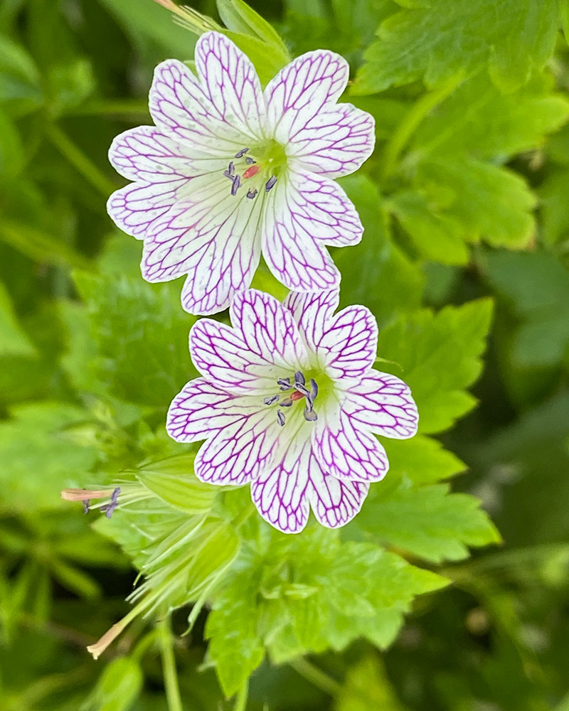 pencilled cranesbill