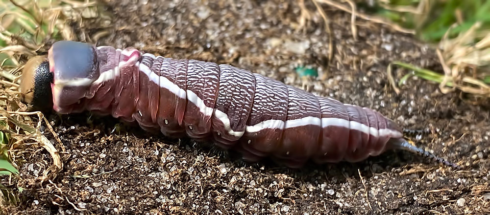 puss moth larva