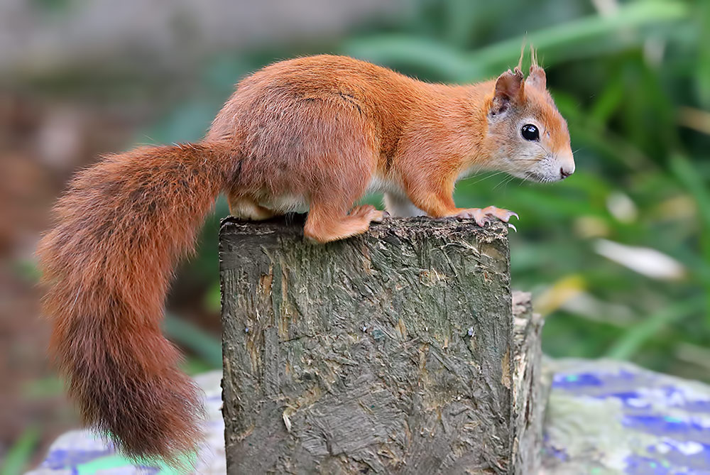 red squirrel