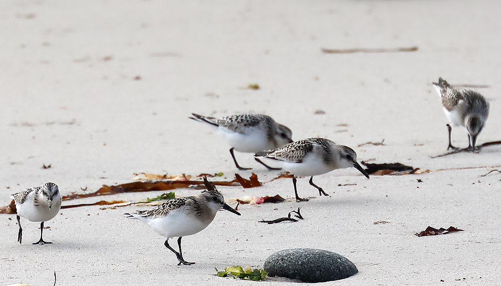 sanderlings