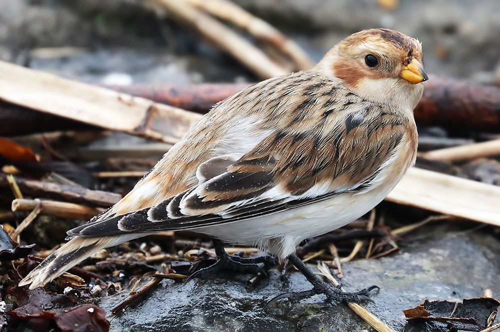 snow bunting