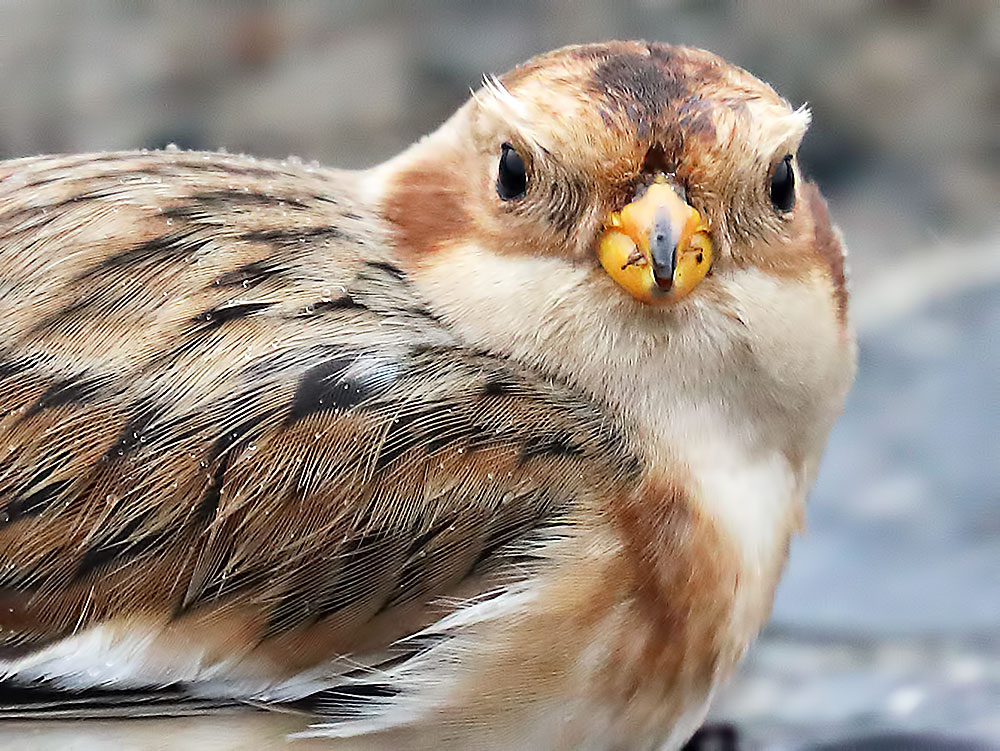 snow bunting