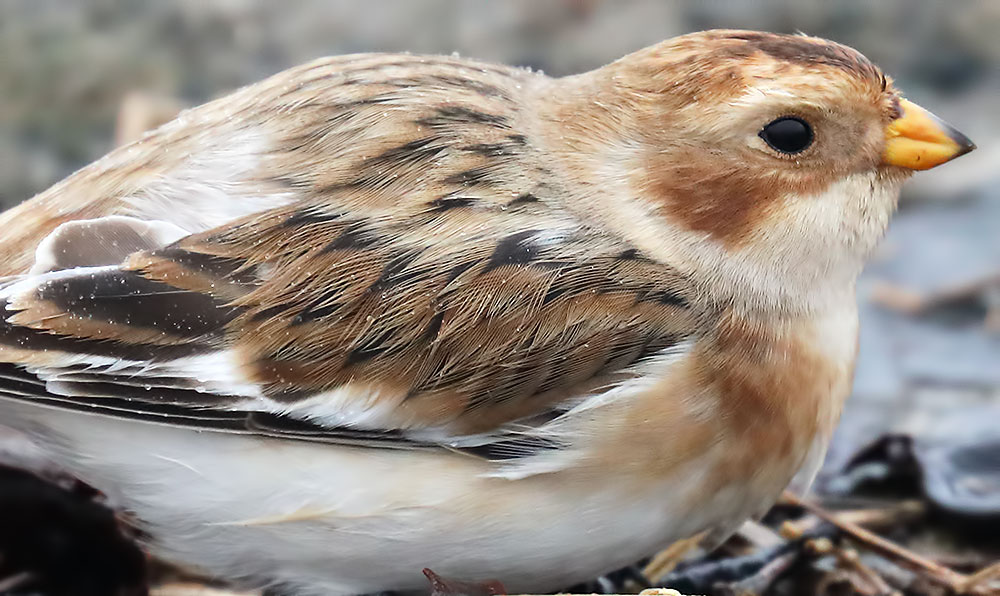 snow bunting