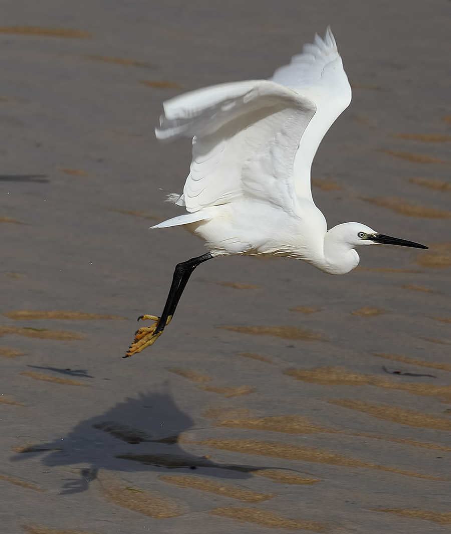 little egret