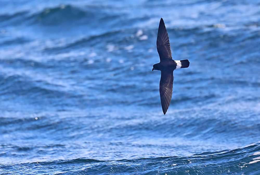 storm petrel