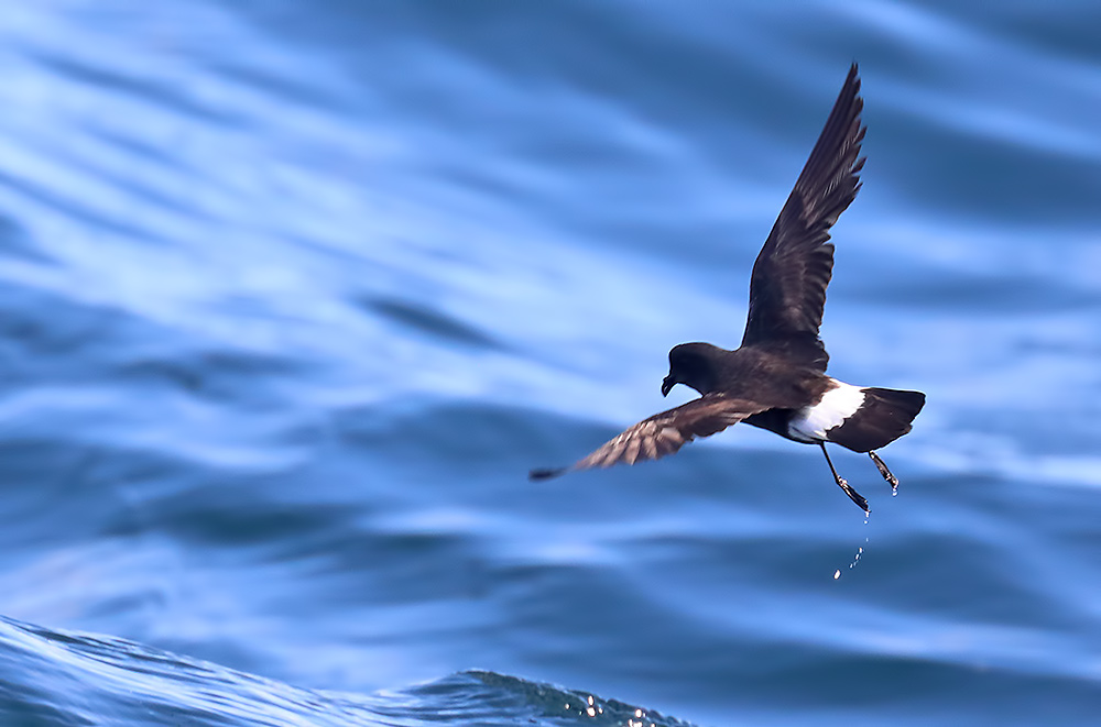 storm petrel