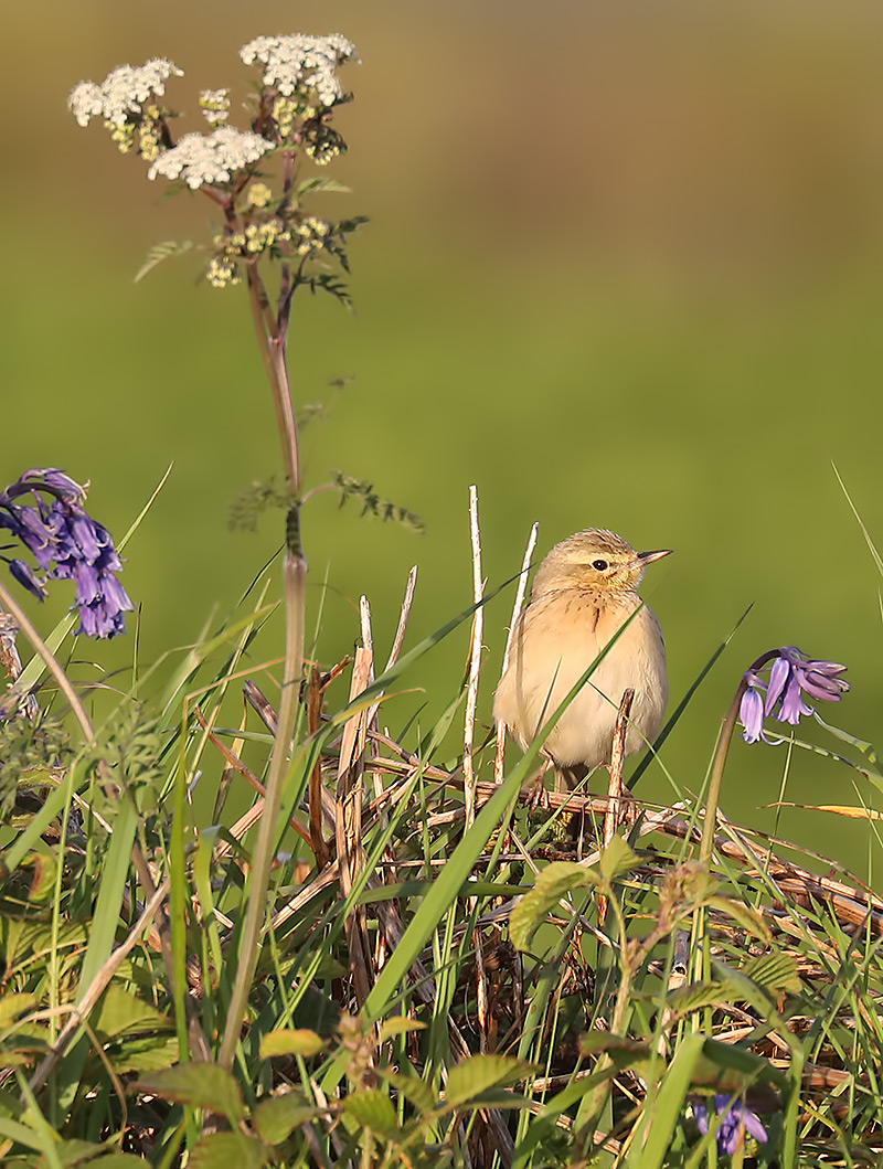 tawny pipit