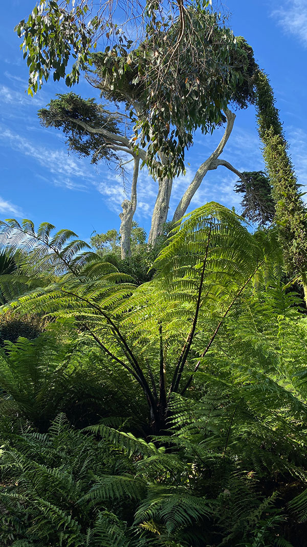 Tresco Abbey Gardens