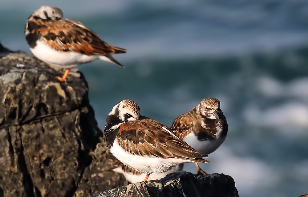 turnstone