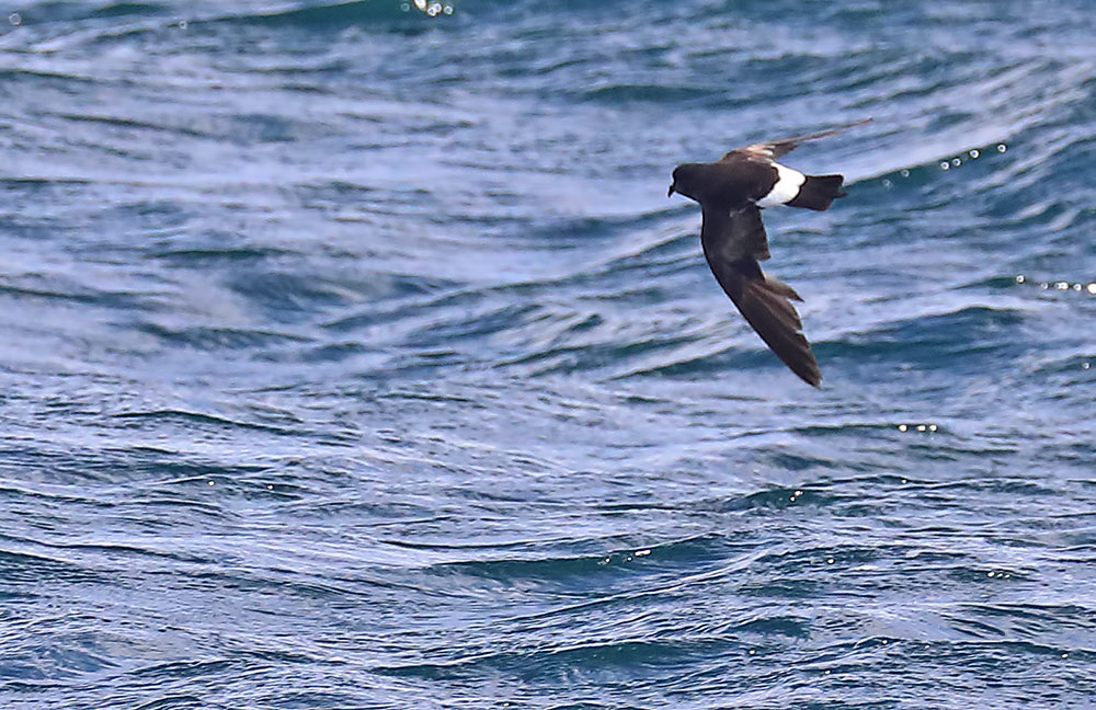 Wilson's petrel
