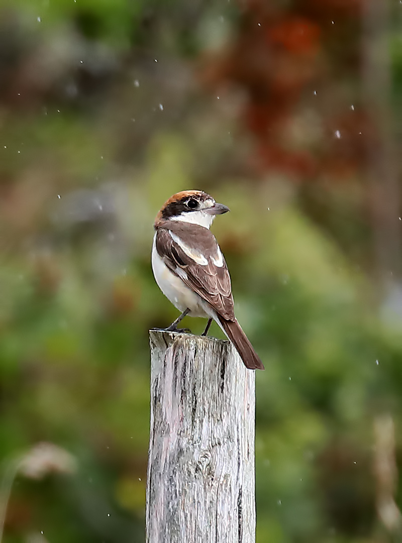 woodchat shrike