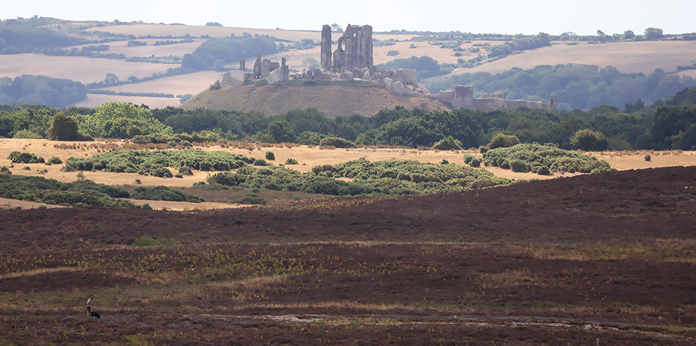 Middlebere Heath