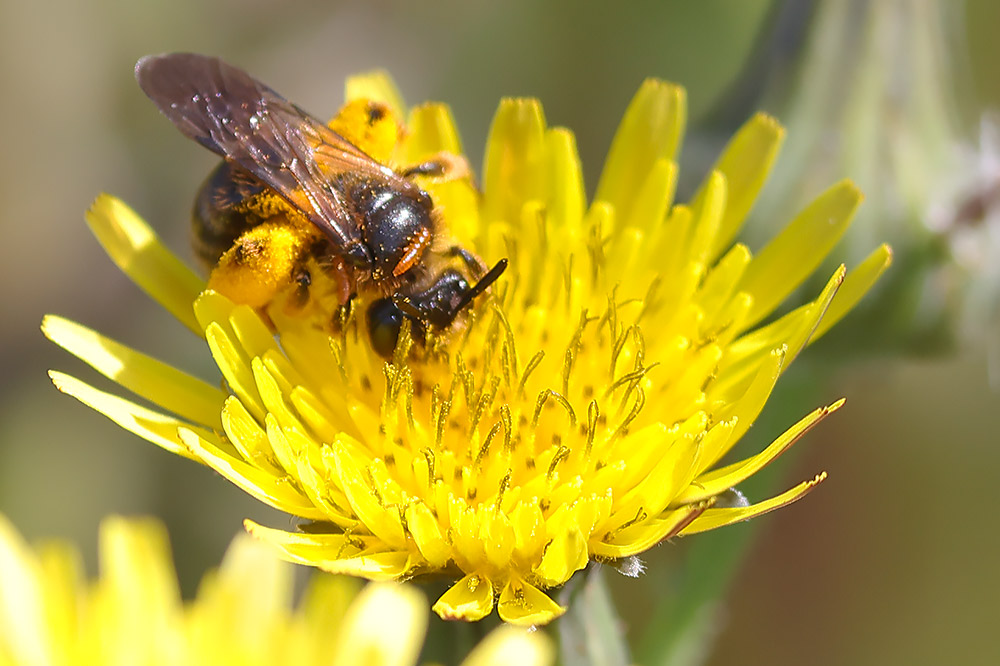 Hawksbeard mining bee