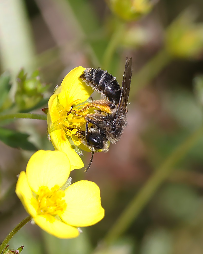Andrena tarsata