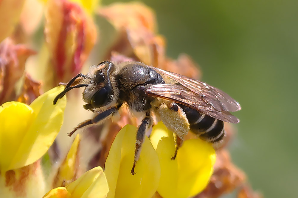 Wilke's mining bee