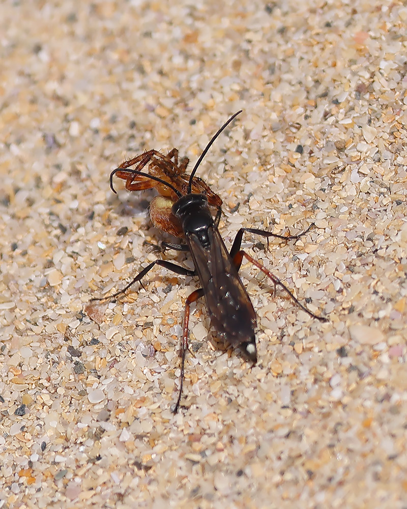 Episyron rufipes