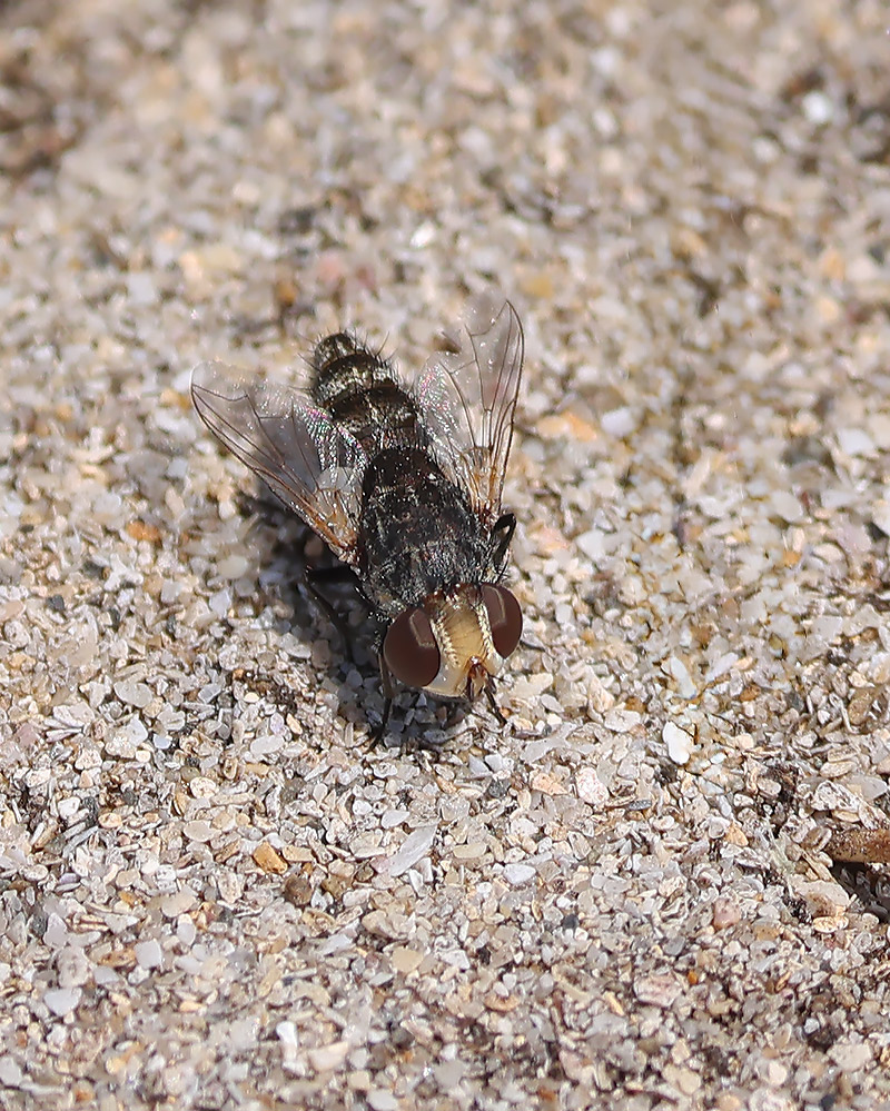 Miltogramma