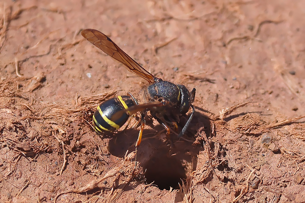 Spiny mason wasp