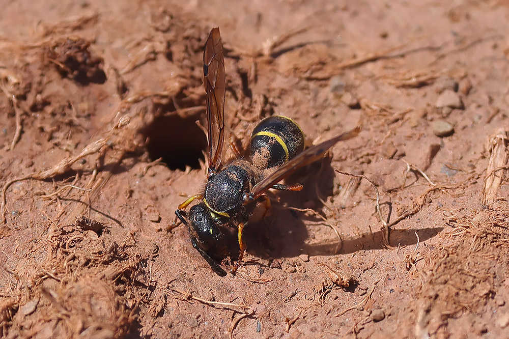 Spiny mason wasp