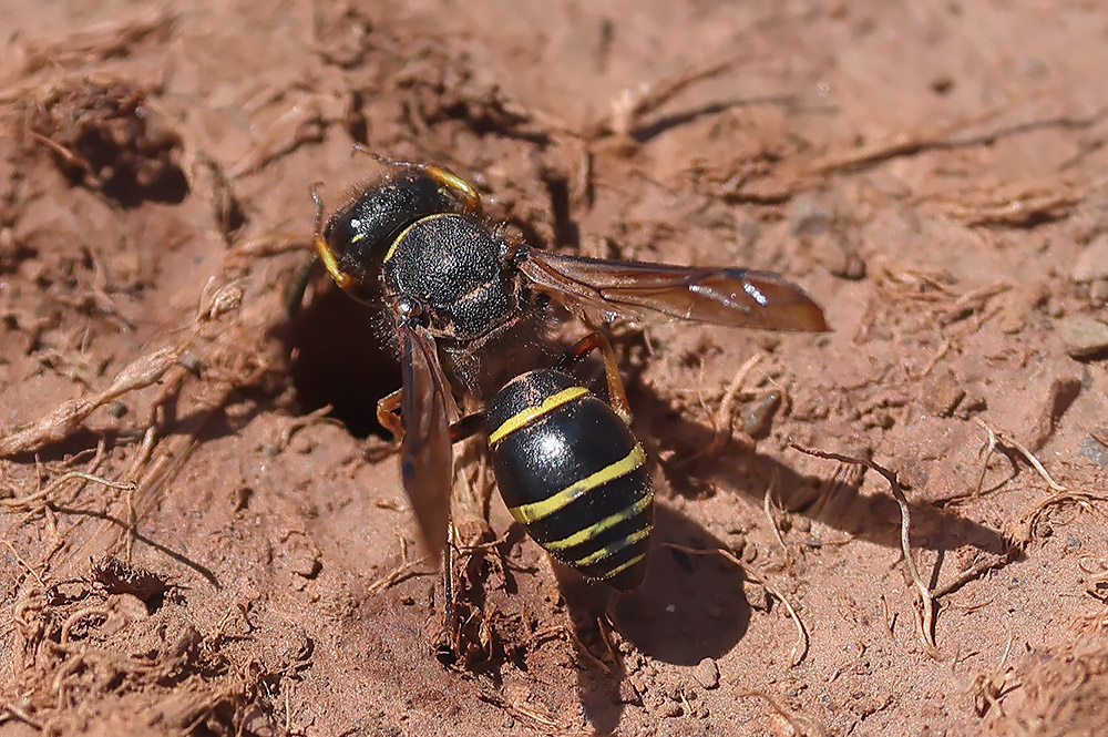 Spiny mason wasp