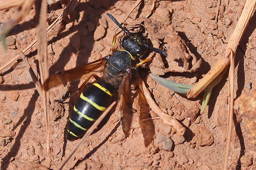 Spiny mason wasp