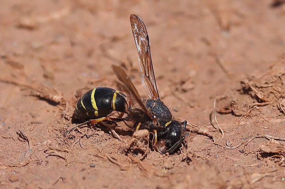 Spiny mason wasp