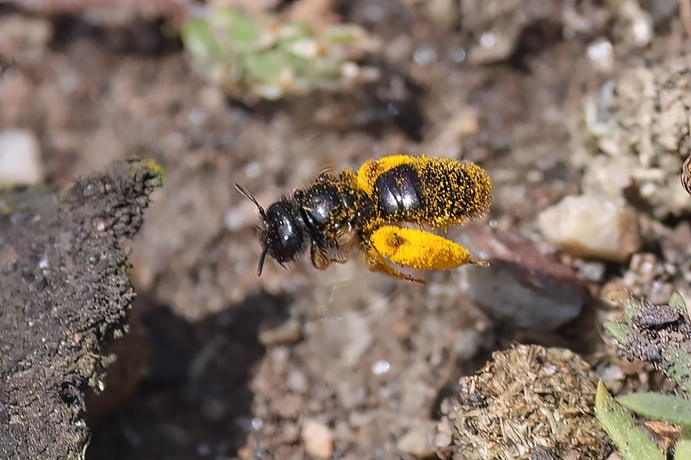 Large shaggy bee
