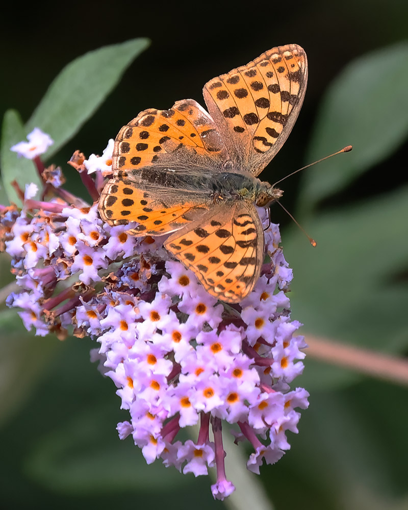 Queen of Spain fritillary