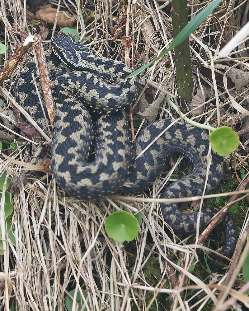 Adder