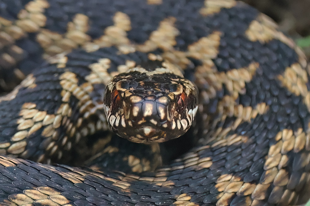 Adder