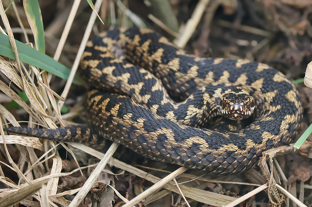 Adder