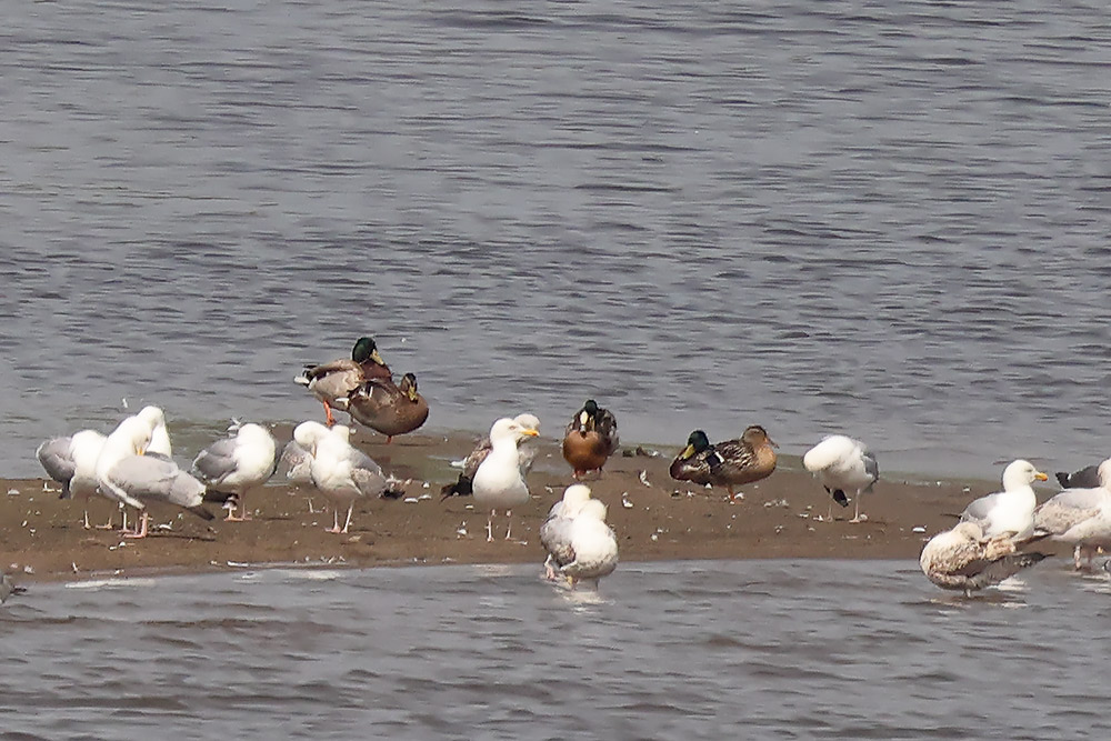 American wigeon