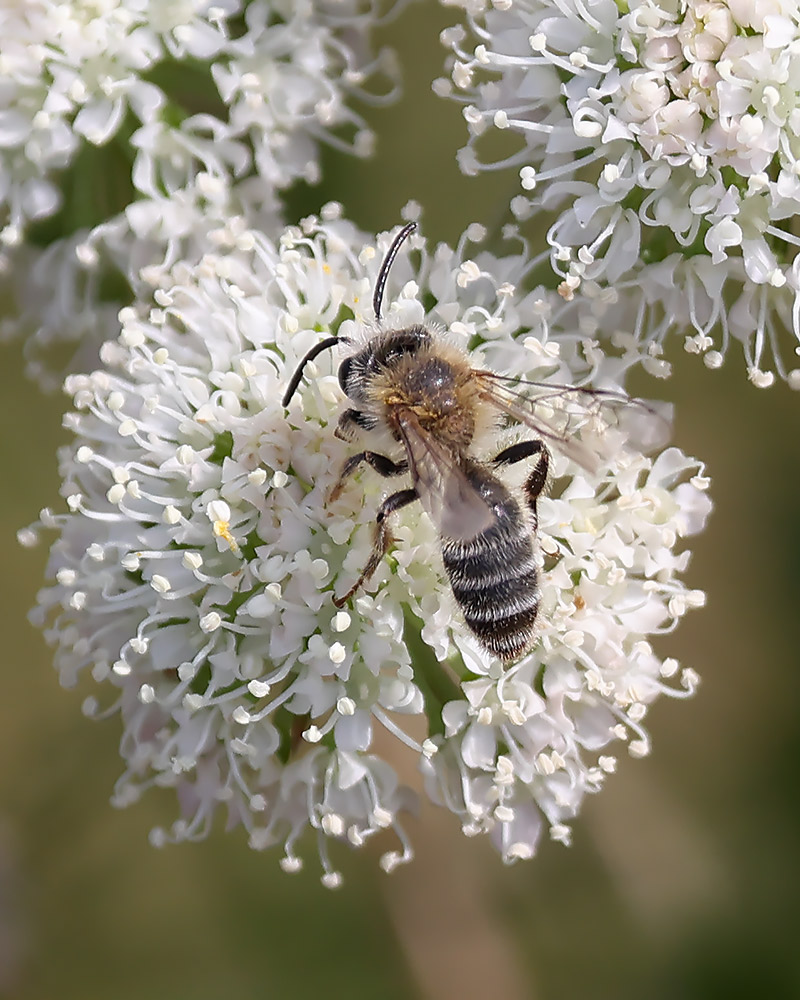 Andrena sp.